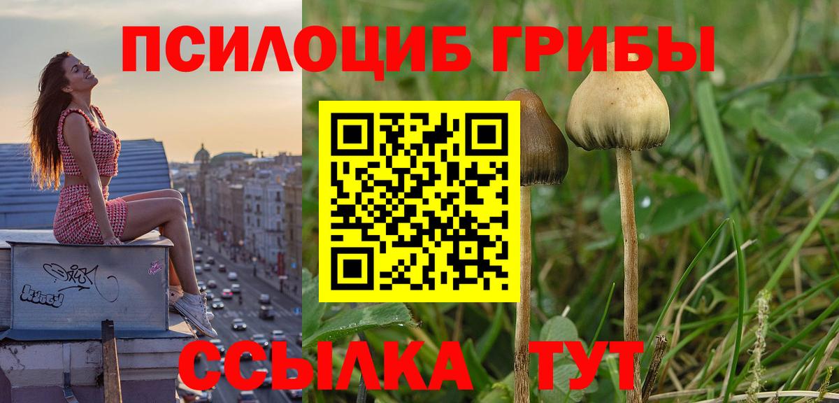 Курчалой  Галлюциногенные грибы мицелий  Вход с VPN 